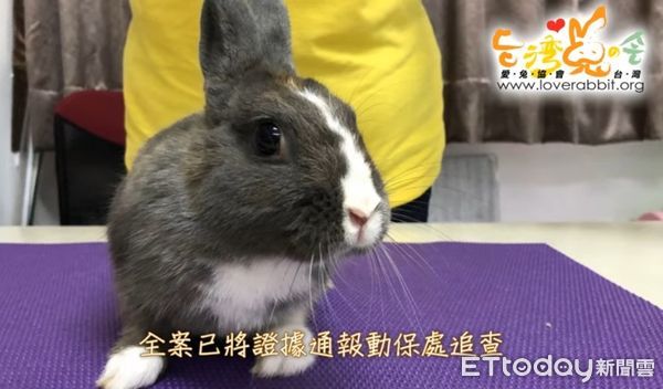 ▲▼扯！孕兔遭「宅配棄養」志工氣炸　惡飼主狂秀下限…連運費也沒付。（圖／即新聞／台灣愛兔協會提供）