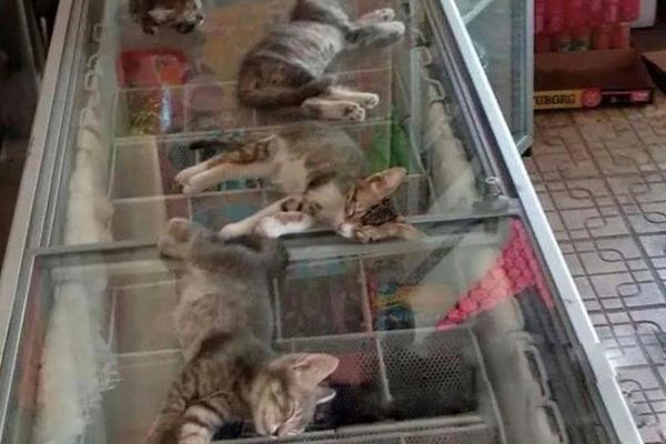 ▲▼土耳其4隻貓咪在冰櫃上呼呼大睡。（圖／翻攝自Reddit／@Swerwin）
