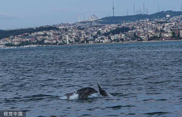 ▲▼ 2020年5月，土耳其伊斯坦堡，海豚在黃金角游泳。（圖／CFP）