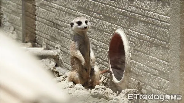 ▲台南學甲的頑皮世界野生動物園區，沙漠動物們的新家「古掌聚落」首度開放參觀，狐獴們不時好奇探出頭來，像是開心迎客，假日限定的「綠洲水樂園」更成親子戲水最佳選擇。（圖／記者林悅翻攝，下同）