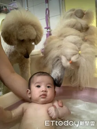 ▲標貴守護嬰兒洗澡。（圖／網友楊小姐提供，請勿隨意翻拍，以免侵權，下同。） 