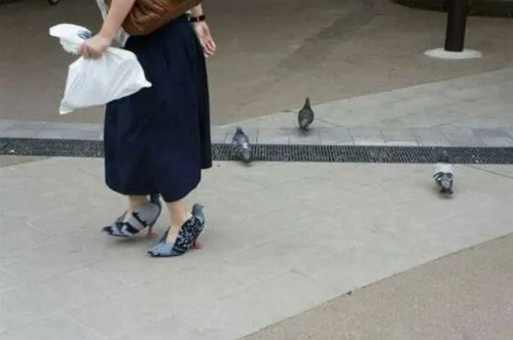 ▲▼鴿子高跟鞋。（圖／翻攝自推特／@dailyportalz）