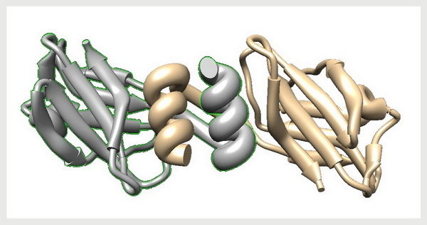▲小孢子靈芝免疫調節蛋白-GMI的蛋白質結構。（圖／陽明交大官網）