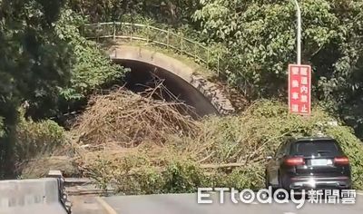 北市辛亥隧道口前路樹突倒塌橫躺　一度全線道封閉