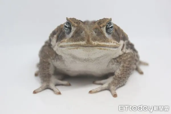 ▲海蟾蜍有毒腺，蝌蚪對於大部分動物也是有具有劇毒的。牠們被引入到多個國家來控制害蟲，不過由於沒有天敵反而成為了害蟲及入侵物種。（圖／記者林悅翻攝，下同）