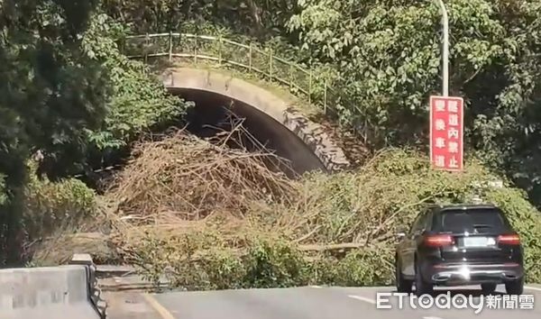 ▲▼國道3號辛亥隧道口前路樹倒塌。（圖／民眾提供）