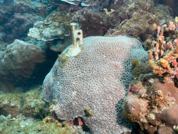 ▲▼宜蘭南方澳豆腐岬美麗珍貴珊瑚礁被釘營釘，環保人士公憤要大家「緝凶」。（圖／讀者提供，下同）