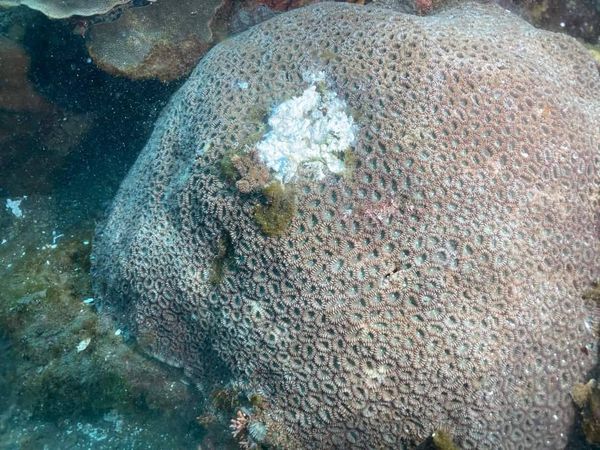 ▲▼宜蘭南方澳豆腐岬美麗珍貴珊瑚礁被釘營釘，環保人士公憤要大家「緝凶」。（圖／讀者提供，下同）
