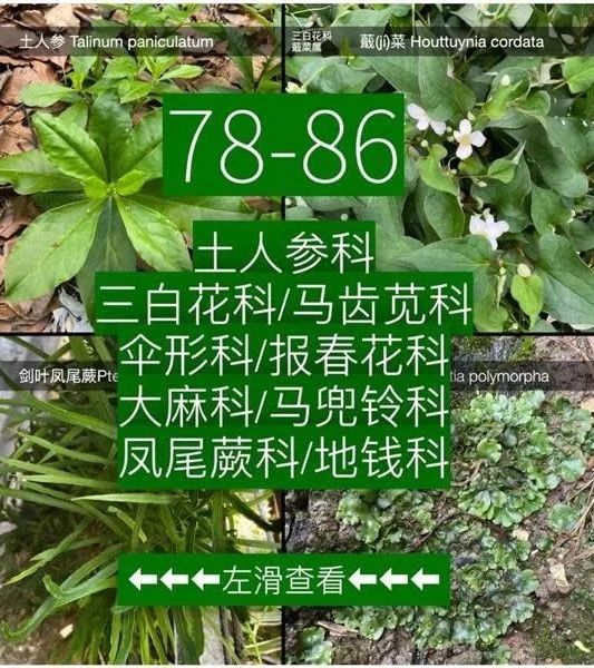 ▲▼上海男子被封57天研究社區中的植物。（圖／翻攝自微信）