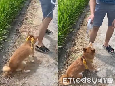 拒否柴見大片農田「四輪鎖死」求玩泥巴　爸無奈直接開大絕