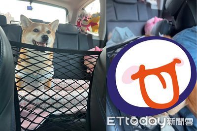 無視防護網！黏人柴衝駕駛座討抱抱　「擠成菠蘿麵包」也不放棄