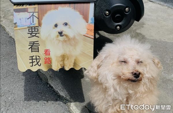 ▲超萌車牌訂做好了！請愛犬本尊去合照一張　網笑歪：化妝前後？（圖／網友乾乾提供，請勿隨意翻拍，以免侵權。）