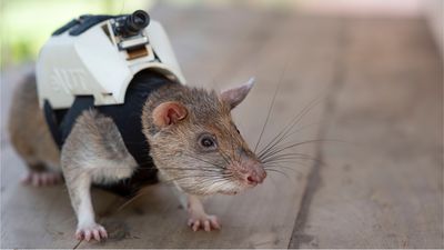 訓練老鼠成「地震救援隊」　定位追蹤上背！深入瓦礫堆找受害者