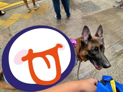 帥氣狼犬穿上特製雨衣變「行走宅急便」 走上街道被路人笑了