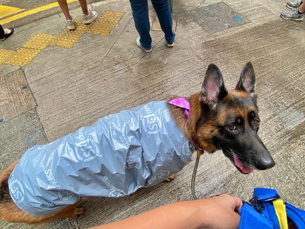 ▲帥氣狼犬穿上特製雨衣變「行走宅急便」　走上街道被路人笑了。（圖／有點毛毛的／粉專「Starker x 達浪 DeLange`s life」提供）