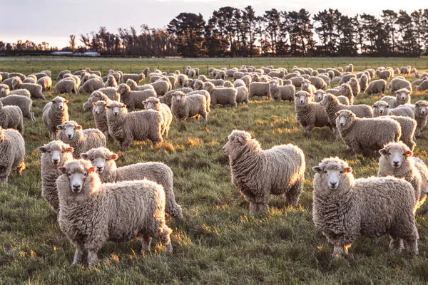 ▲▼紐西蘭,羊,紐西蘭羊,綿羊,Merino,美利奴。（圖／達志影像／美聯社）