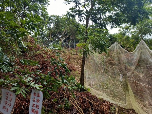 ▲▼高雄上百隻猴子攻擊果園！農二代疑似誤觸電網亡。（圖／記者賴文萱翻攝）