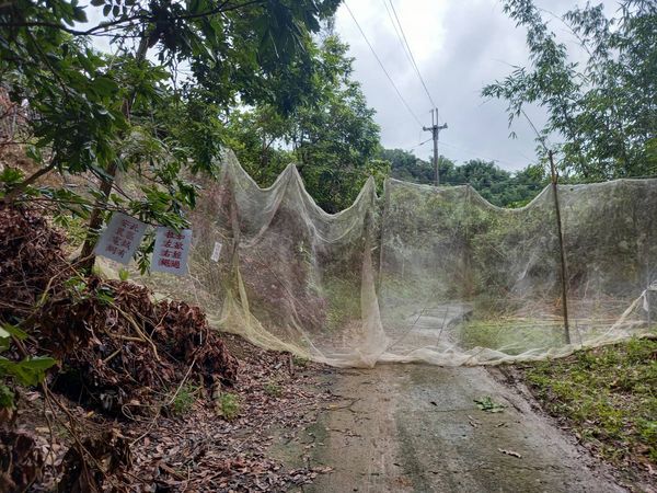▲▼高雄上百隻猴子攻擊果園！農二代疑似誤觸電網亡。（圖／記者賴文萱翻攝）