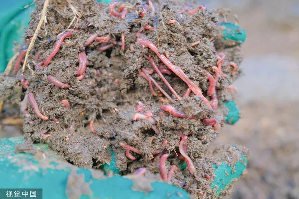 ▲蚯蚓。（圖／CFP）
