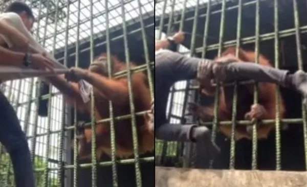 男想紅闖進動物園圍欄拍片　溫馴猩猩「一秒變臉」差點把他腿折斷。（圖／翻攝自Twitter）