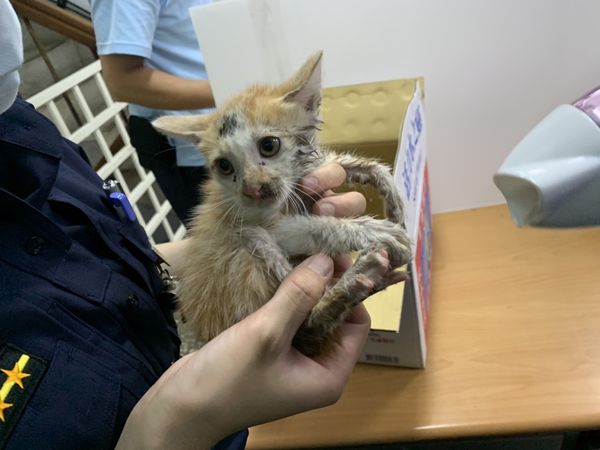 ▲▼1隻小萌貓鑽進警車縫隙躲雨，女警眼尖發現出手安撫竟被咬傷。（圖／警方提供，下同）