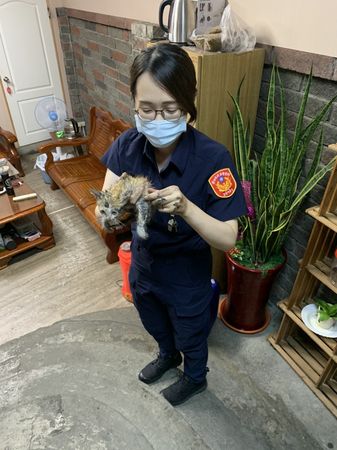 ▲▼1隻小萌貓鑽進警車縫隙躲雨，女警眼尖發現出手安撫竟被咬傷。（圖／警方提供，下同）
