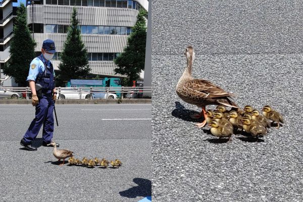 ▲呆萌花嘴鴨帶10寶寶「闖紅燈過馬路」　3警察趕緊走向前指揮交通。（圖／翻攝自推特@joycooonote）