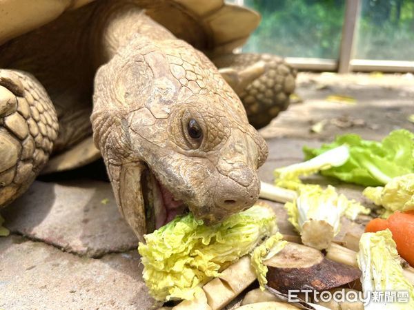 ▲象龜品嚐娃娃菜。（圖／高雄市觀光局提供）