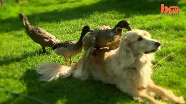 金毛帥哥別跑呱 同志鴨猛求愛狗狗被騎一臉無奈 Ettoday寵物雲 Ettoday新聞雲