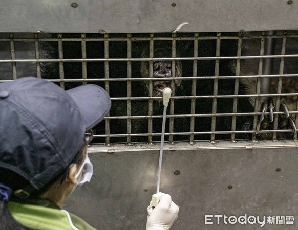 ▲▼「熊」孩子竟愛拆家？行為訓練治無聊。（圖／台北市動物園提供，下同）