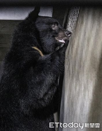 ▲▼「熊」孩子竟愛拆家？行為訓練治無聊。（圖／台北市動物園提供，下同）