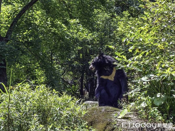 ▲▼「熊」孩子竟愛拆家？行為訓練治無聊。（圖／台北市動物園提供，下同）