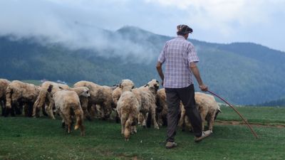 「牛羊排氣」10年才會消失！專家揭淨零碳排3趨勢：雞肉攝取量增