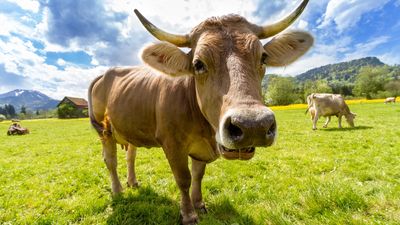 紐西蘭護地球擬增「打嗝稅」　牛、羊排氣就要收錢：必須減少甲烷