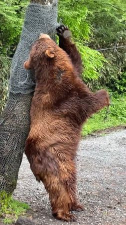 ▲棕熊用樹幹當不求人止癢。（圖／翻攝自Twitter／fuji_safari1980）