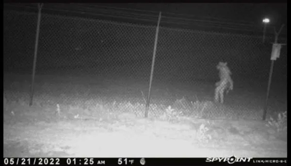 ▲▼德州出現「神秘類人生物」，網友猜測是皮行者（skinwalker））。（圖／翻攝自Facebook／City of Amarillo, Texas）