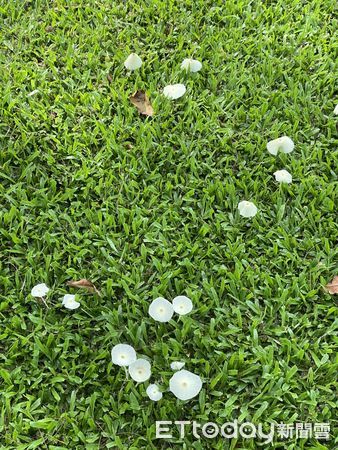 ▲在連日梅雨潮濕氣候刺激下，擁有廣闊戶外空間的山上花園水道博物館，園區出現大批菇蕈。（圖／記者林悅翻攝，下同）