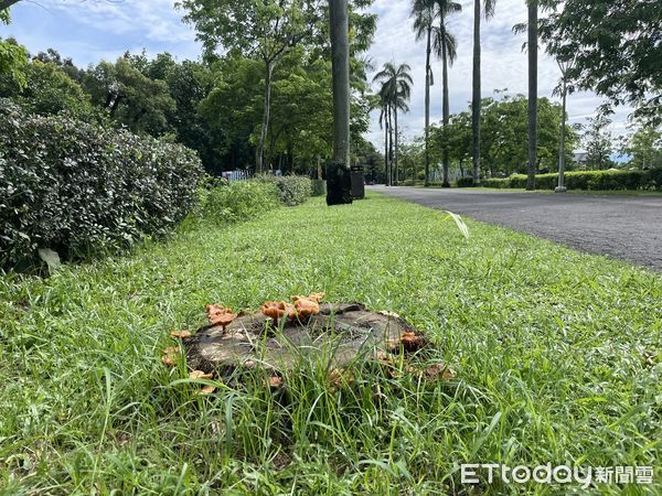 ▲在連日梅雨潮濕氣候刺激下，擁有廣闊戶外空間的山上花園水道博物館，園區出現大批菇蕈。（圖／記者林悅翻攝，下同）