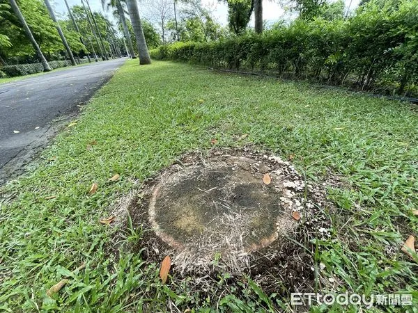 ▲在連日梅雨潮濕氣候刺激下，擁有廣闊戶外空間的山上花園水道博物館，園區出現大批菇蕈。（圖／記者林悅翻攝，下同）