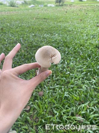 ▲在連日梅雨潮濕氣候刺激下，擁有廣闊戶外空間的山上花園水道博物館，園區出現大批菇蕈。（圖／記者林悅翻攝，下同）