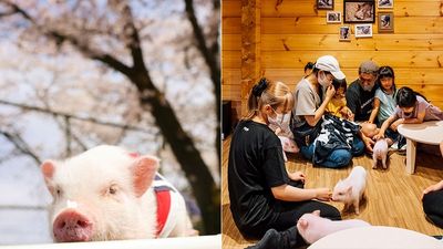 「摸摸＋餵食」已落伍？日本推出迷你豬咖啡廳　「帶出去散步拍照」成亮點