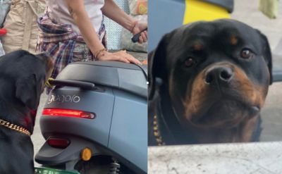 羅威拿「偷拔機車鴨鴨」媽嚇壞 被阻止呆萌回頭:不能玩嗎