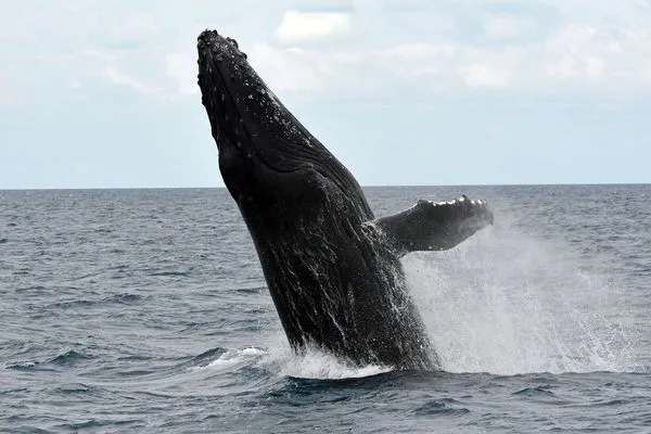 ▲鯨魚覓食所產生的急速水流足以將人吸入體內。（圖／取自免費圖庫／pixabay）