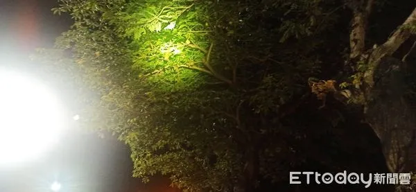 ▲掌葉蘋婆樹照片             。（圖／記者吳奕靖翻攝）