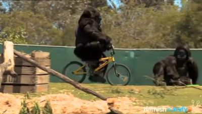 大猩猩騎腳踏車摔跤「惱羞把車丟一邊」　網揭真相：裡面是人啊！