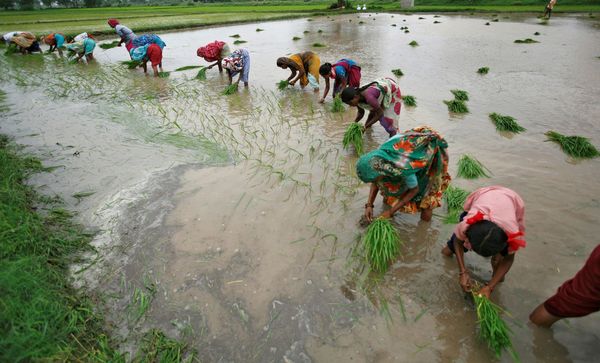 ▲▼印度西部城市有農民正在種植水稻秧苗。（圖／路透社）