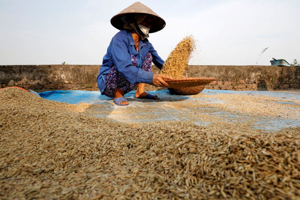 ▲▼越南河內農民正在稻田裡收割水稻。（圖／路透社）