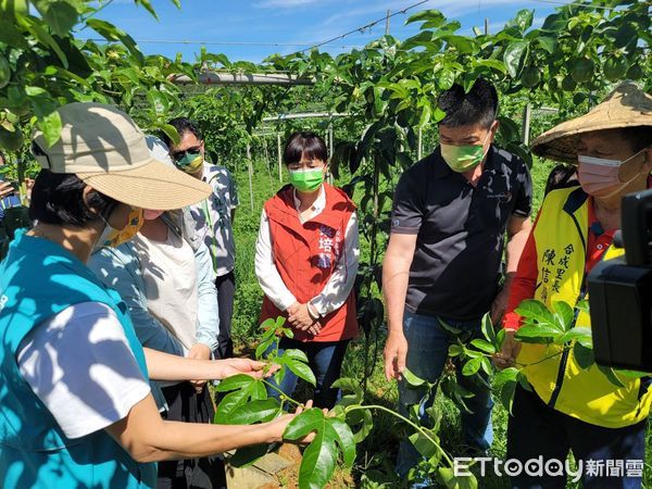 ▲氣候不穩定造成埔里百香果面臨延遲性災損，行政院中辦、農糧署中區分署今現勘。（圖／蔡培慧提供）