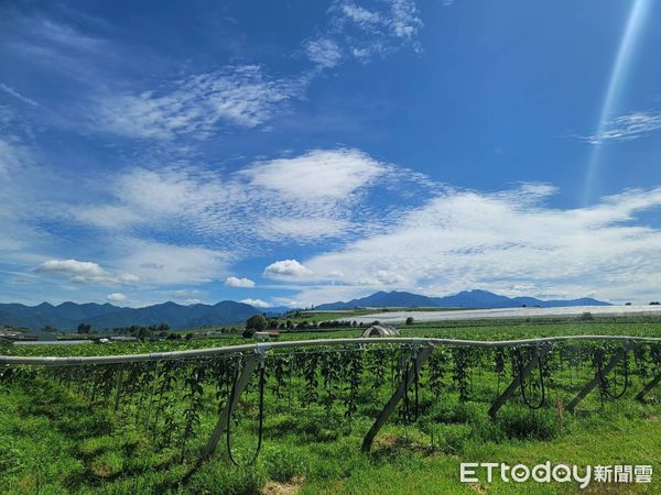 ▲氣候不穩定造成埔里百香果面臨延遲性災損，行政院中辦、農糧署中區分署今現勘。（圖／蔡培慧提供）