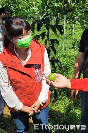 ▲氣候不穩定造成埔里百香果面臨延遲性災損，行政院中辦、農糧署中區分署今現勘。（圖／蔡培慧提供）